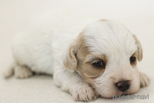 販売中の神奈川県のミックス犬-386722の2枚目